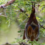 canadian boy bat rabies