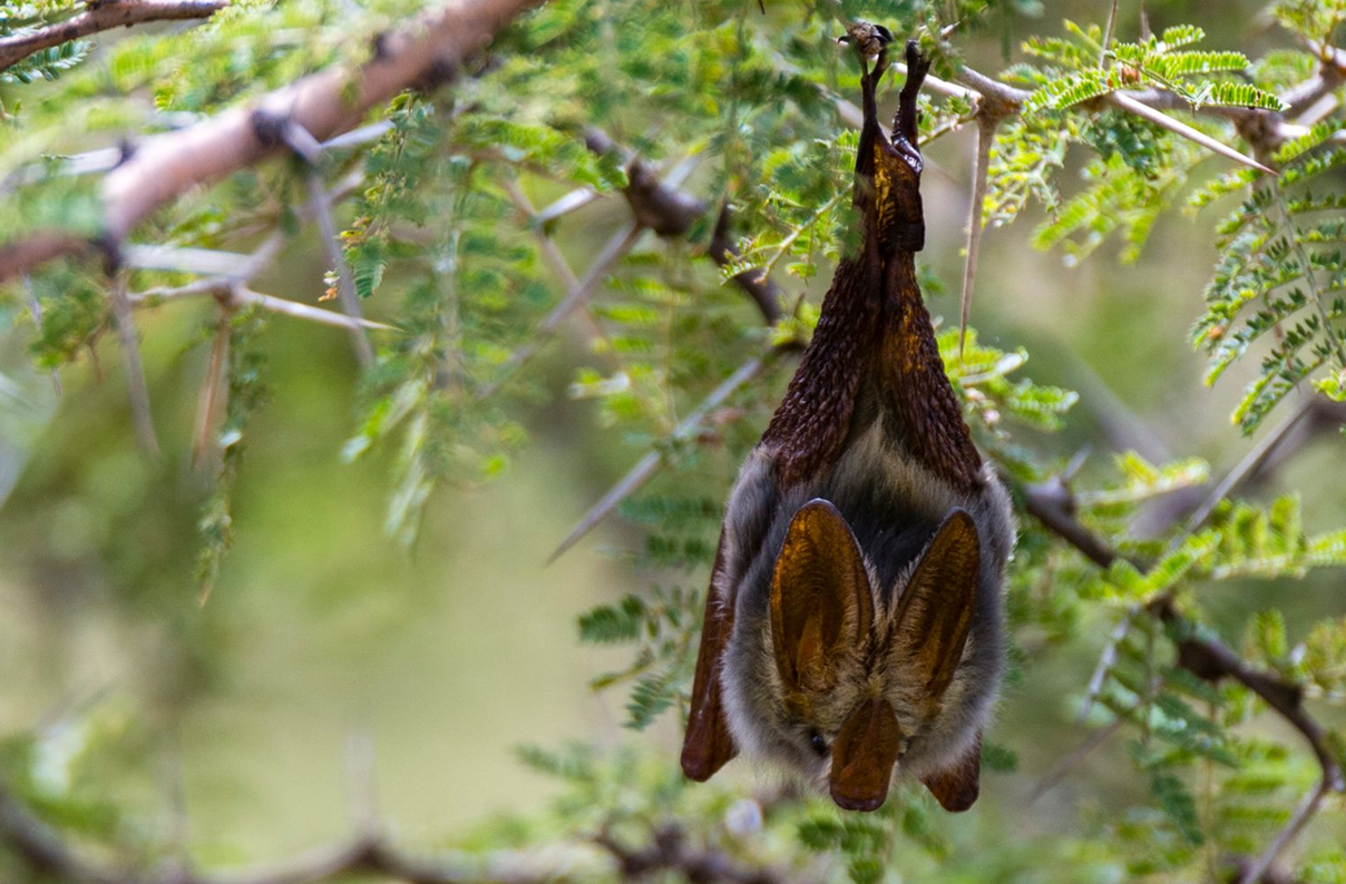 canadian boy bat rabies
